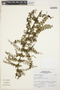 Coriaria ruscifolia L., Peru, S. Leiva G. 1458, F