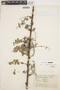 Coriaria ruscifolia L., ECUADOR, M. Acosta Solis 6666, F