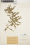 Coriaria ruscifolia L., ECUADOR, B. Calhoun 92, F
