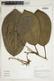 Herbarium Sheet V0415147F