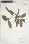 Herbarium Sheet V0415150F