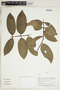Herbarium Sheet V0415126F