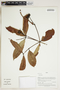 Herbarium Sheet V0415120F