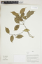 Herbarium Sheet V0415114F