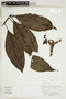 Herbarium Sheet V0415115F