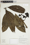 Herbarium Sheet V0415121F