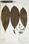 Herbarium Sheet V0415127F