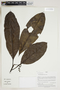 Herbarium Sheet V0415155F