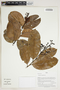 Herbarium Sheet V0415161F