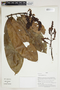 Herbarium Sheet V0415167F