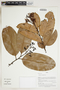 Herbarium Sheet V0415173F