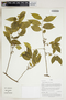 Herbarium Sheet V0415180F