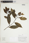 Herbarium Sheet V0415174F