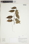 Herbarium Sheet V0415149F