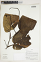 Herbarium Sheet V0415104F