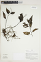 Herbarium Sheet V0415111F