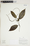 Herbarium Sheet V0415109F