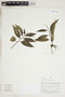 Herbarium Sheet V0415108F