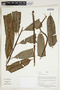 Herbarium Sheet V0415119F