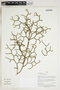 Herbarium Sheet V0415113F