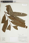 Herbarium Sheet V0415170F