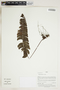 Herbarium Sheet V0415093F