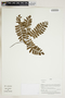 Herbarium Sheet V0415092F