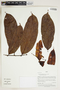 Herbarium Sheet V0415177F