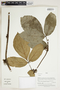 Herbarium Sheet V0415184F