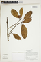 Herbarium Sheet V0415129F