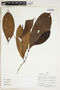 Herbarium Sheet V0415238F
