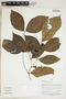 Herbarium Sheet V0415244F