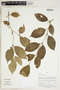 Herbarium Sheet V0415220F