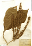 Alseis yucatanensis Standl., BRITISH HONDURAS [Belize], W. A. Schipp 1053, F