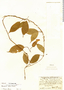 Mendoncia retusa Turrill, Belize, W. A. Schipp 1051, F