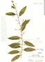 Cestrum tenuiflorum Kunth, Brazil, J. Frambach 135, F