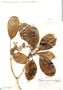 Oreopanax capitatus (Jacq.) Decne. & Planch., Brazil, Y. Mexia 4256, F