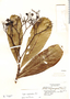 Cordia magnoliifolia Cham., Brazil, Y. Mexia 4780, F