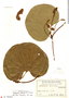 Aristolochia ridicula N. E. Br., Brazil, G. O. A. Malme 3125, F