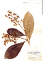 Pleurothyrium cuneifolium Nees, Peru, G. Klug 2779, F