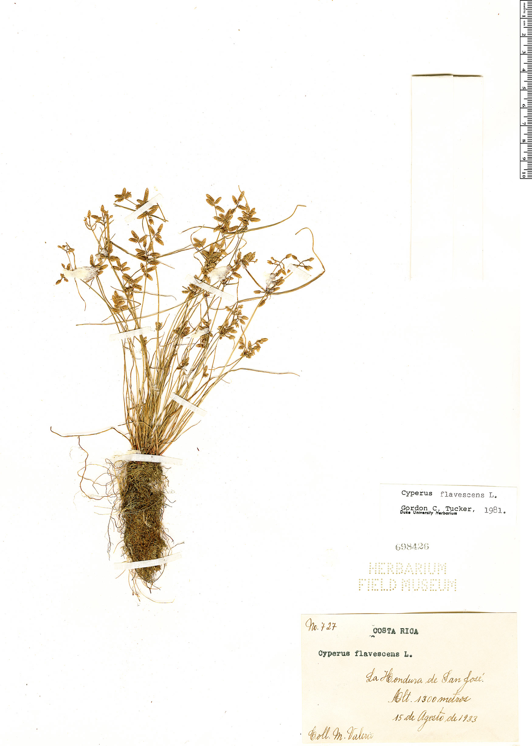 Cyperus flavescens var. flavescens image
