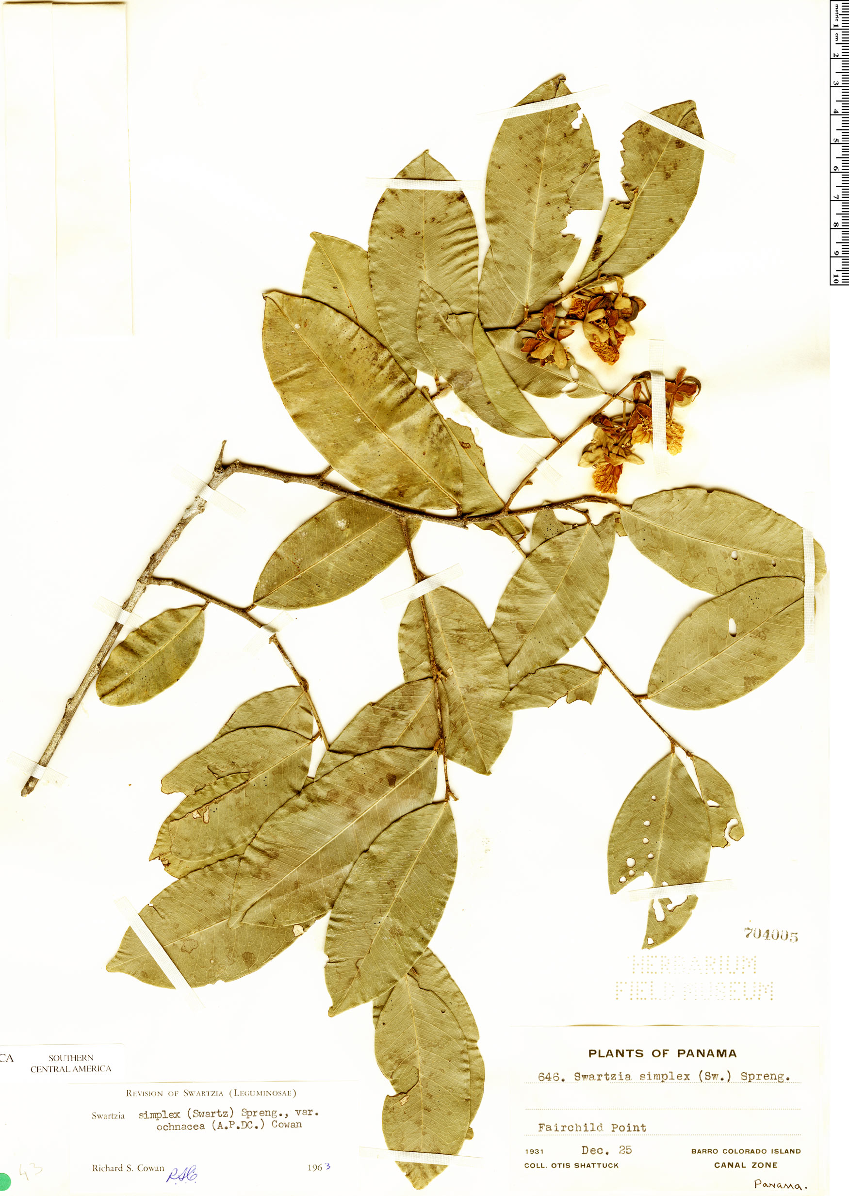 Swartzia simplex var. continentalis image