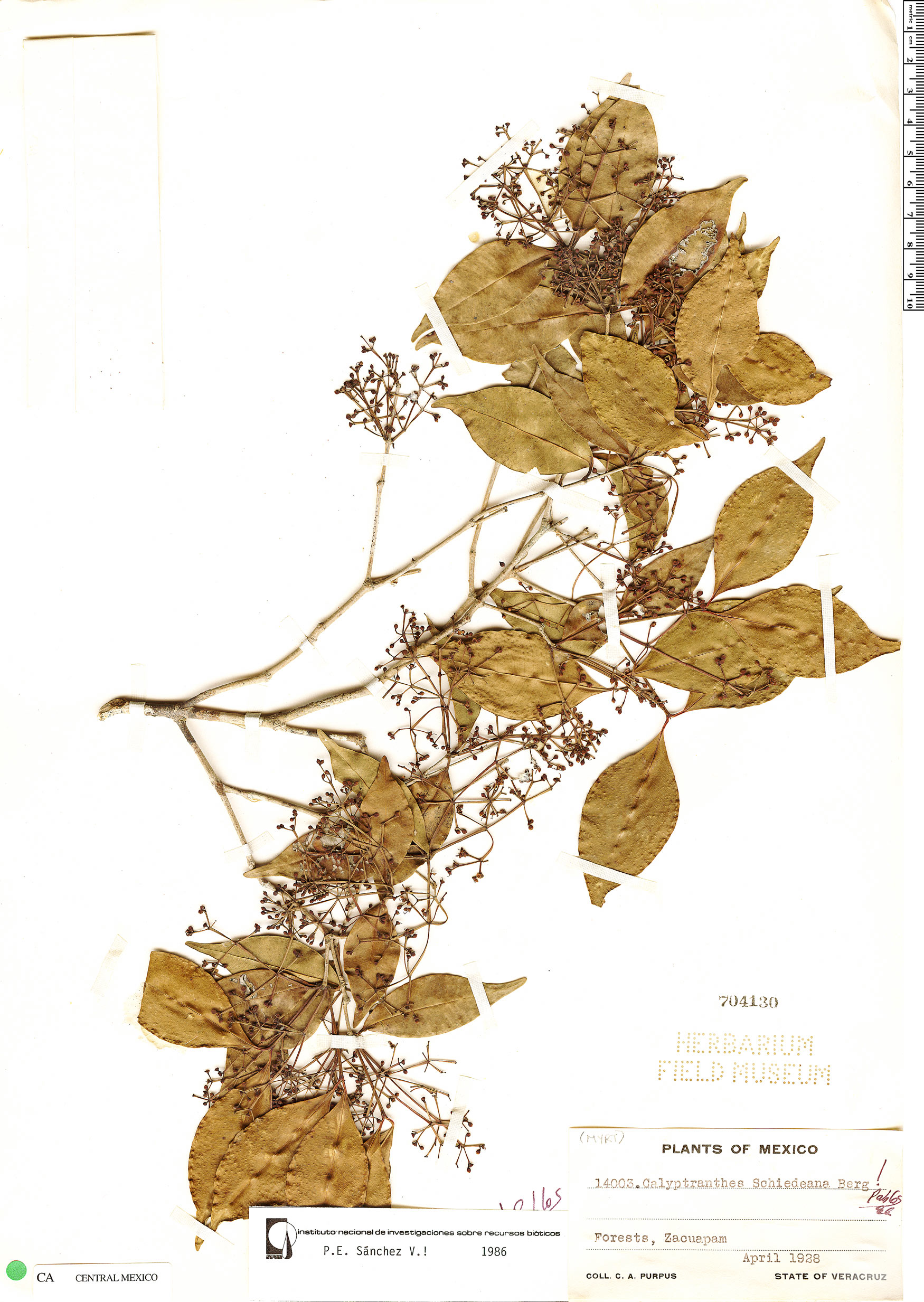 Calyptranthes schiedeana image