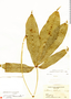 Anthurium clavigerum Poepp., Panama, R. H. Woodworth 554, F