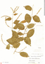 Gouania rosei, Mexico, J. Ortega 7026, F