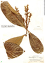 Pleurothyrium cuneifolium Nees, Peru, G. Klug 3195, F