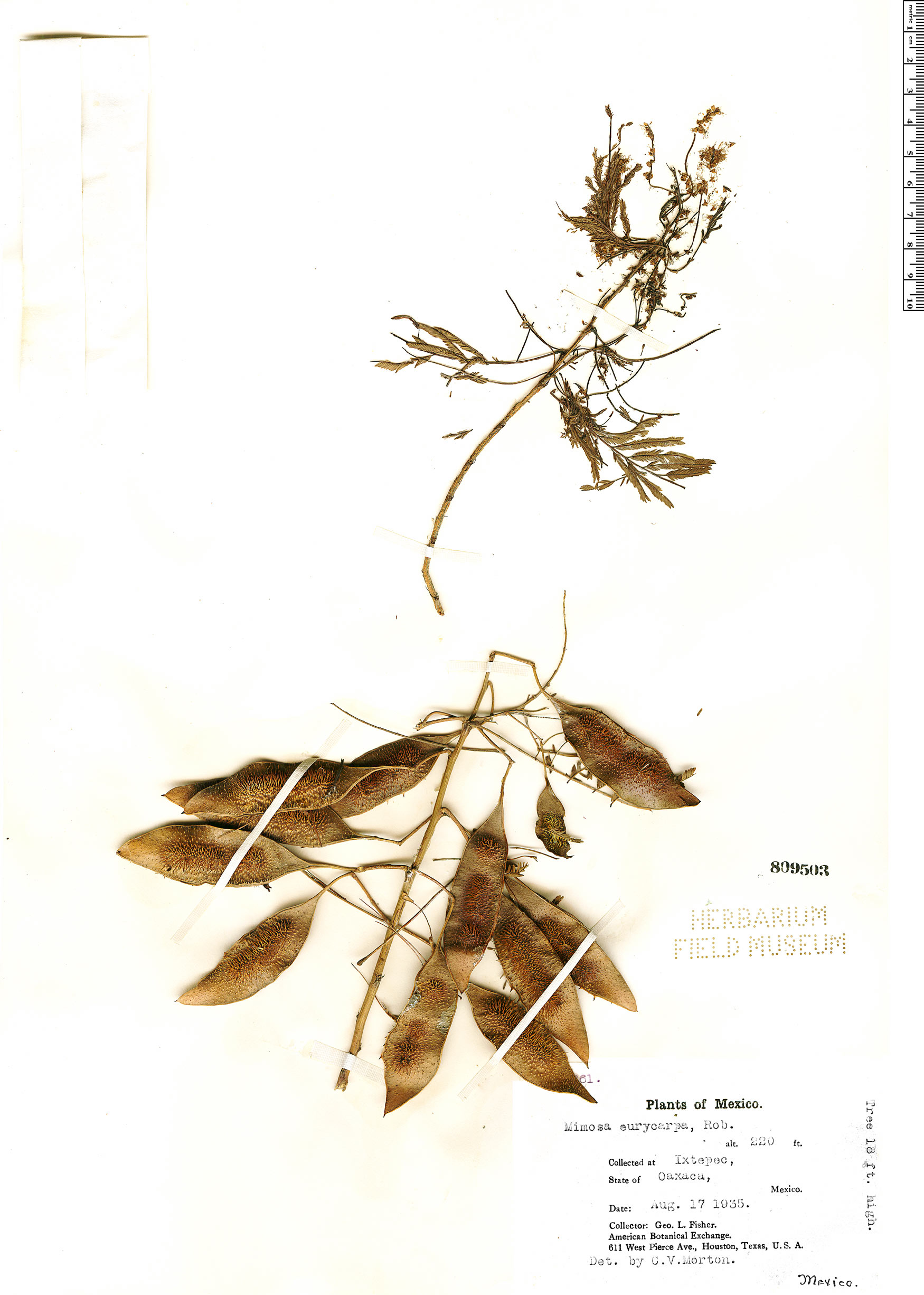 Mimosa arenosa image