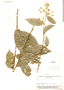 Cestrum calycinum Kunth, Brazil, B. A. Krukoff 5285, F