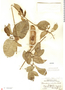 Marsdenia edulis S. Watson, Mexico, L. H. MacDaniels 265, F