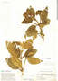 Aegiphila ferruginea Hayek & Spruce, Ecuador, A. Rimbach 616, F